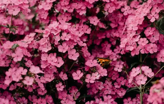 Aplicaciones Para el Cuidado de las Plantas