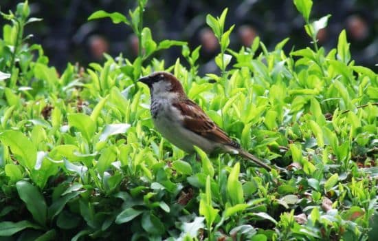 ¡Identifica Aves Fácilmente con Apps!