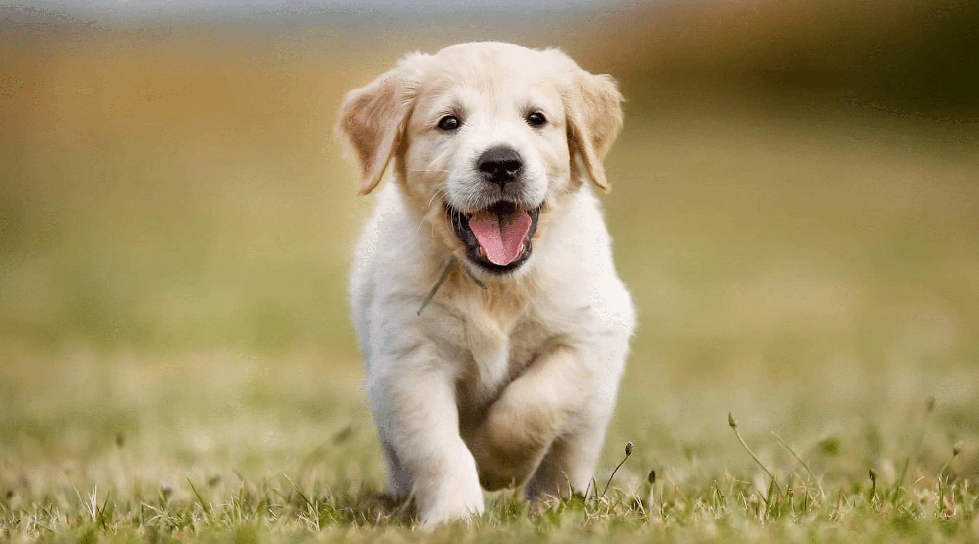 Encuentra a tu Mascota