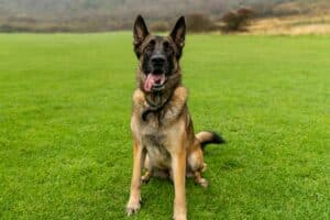 Guía Completa para el Adiestramiento Canino